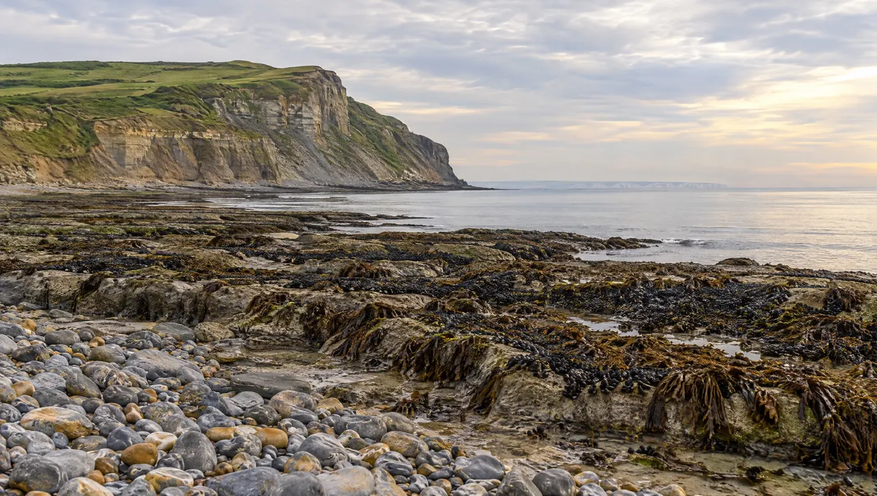Le cap Gris-Nez à marée basse : falaises grises coiffées d'herbe, platier couvert de moules et d'algues, galets au premier plan, côte anglaise à l'horizon